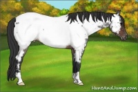 Horse Color:Brown Roan Appaloosa Rabicano 