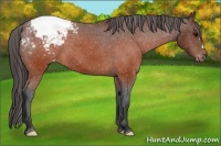 Horse Color:Brown Appaloosa 