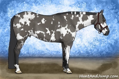 Horse Color:White Spotted Grullo 