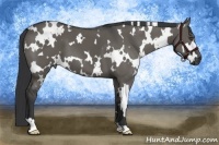Horse Color:White Spotted Grullo