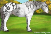 Horse Color:White Spotted Liver Chestnut Ice Sabino Splash Appaloosa 