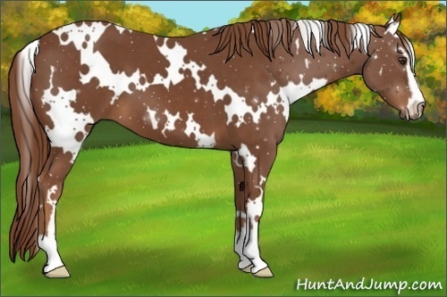 Horse Color:White Spotted Chestnut Sabino