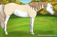 Horse Color:Gold Champagne Roan Dun Splash