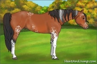 Horse Color:White Spotted Bay Tobiano