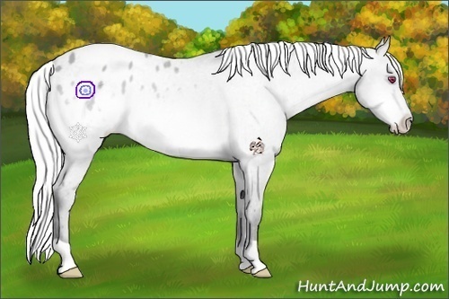 Horse Color:Silver Bay Chinchilla Appaloosa 