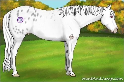 Horse Color:Silver Classic Champagne Chinchilla Appaloosa