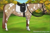 Horse Color:White Spotted Red Dun