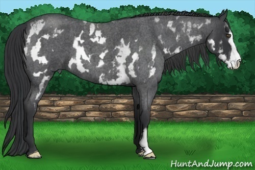 Horse Color:White Spotted Blue Roan Frame 