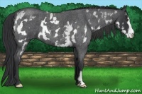 Horse Color:White Spotted Blue Roan Frame 