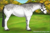 Horse Color:White Spotted Grullo