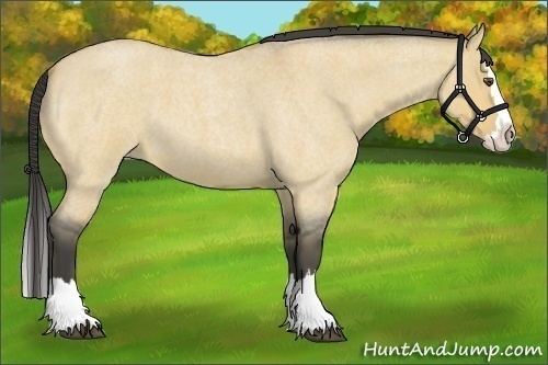 Horse Color:Buckskin Roan Dun Sabino Splash 