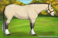 Horse Color:Buckskin Roan Dun Sabino Splash 