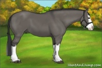 Horse Color:Grullo Splash 