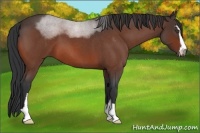 Horse Color:Bay Roan Sabino