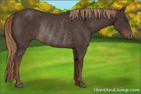 Horse Color:Liver Chestnut Rabicano 
