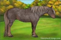 Horse Color:Liver Chestnut Rabicano