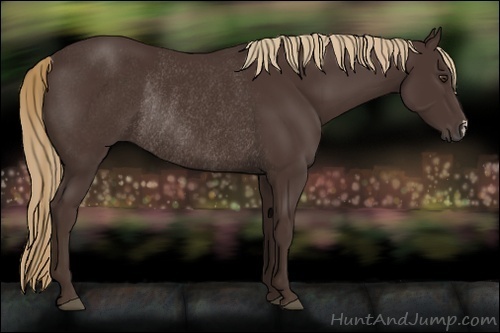 Horse Color:Liver Chestnut Rabicano 