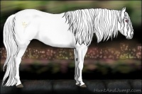 Horse Color:Liver Chestnut Chinchilla Rabicano 