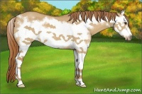 Horse Color:Red Dun Splash Frame