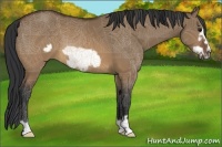Horse Color:Brown Dun Frame 