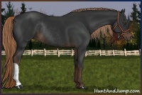 Horse Color:Liver Chestnut Rabicano
