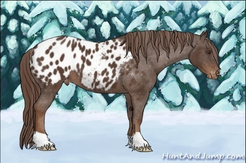 Horse Color:Liver Chestnut Appaloosa 