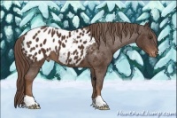 Horse Color:Liver Chestnut Appaloosa