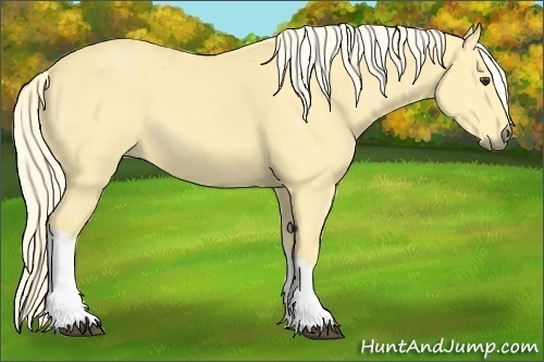 Horse Color:Palomino 