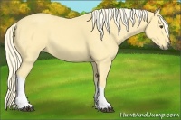 Horse Color:Palomino