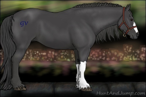 Horse Color:Smoky Black