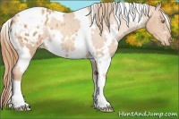 Horse Color:White Spotted Gold Champagne Appaloosa 
