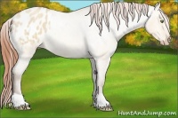 Horse Color:Amber Champagne Roan Dun Appaloosa 