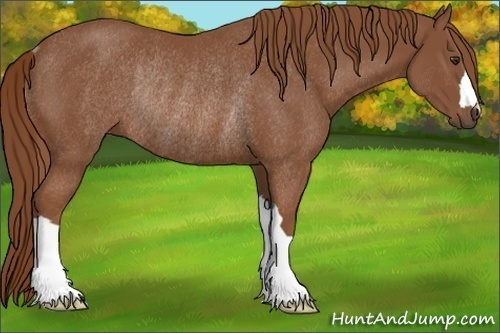 Horse Color:Chestnut Rabicano 