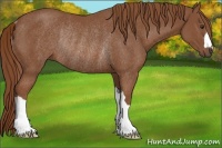 Horse Color:Chestnut Rabicano 