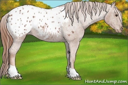 Horse Color:Chestnut Appaloosa