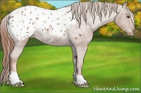 Horse Color:Chestnut Appaloosa
