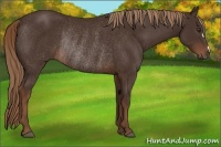 Horse Color:Liver Chestnut Rabicano 