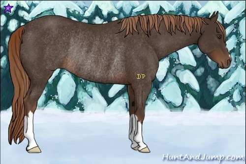 Horse Color:Liver Chestnut Rabicano 