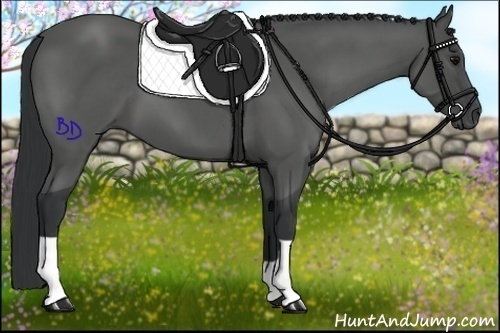 Horse Color:Black 