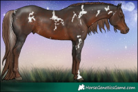 Horse Color:White Spotted Liver Chestnut Rabicano 