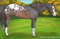 Horse Color:Brown Sabino Splash Varnish Rabicano