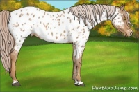 Horse Color:Palomino Appaloosa 