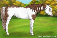 Horse Color:Chestnut Sabino Splash Frame 