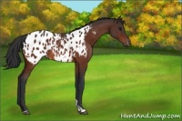 Horse Color:Bay Appaloosa