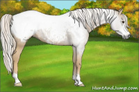 Horse Color:Gray Palomino Snowcap 