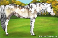Horse Color:Bay Onyx Sabino Rabicano 