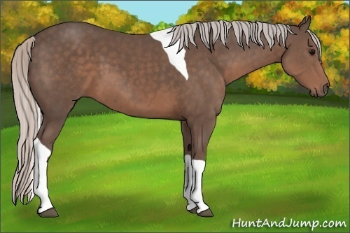 Horse Color:Silver Black Sabino Tobiano 
