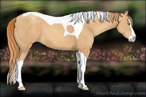 Horse Color:Gold Champagne Splash Tobiano 