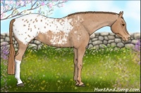 Horse Color:Chestnut Appaloosa 