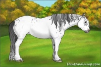 Horse Color:White Spotted Blue Roan Splash Frame Appaloosa 
